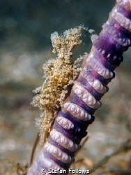 Extreme Possibilities

Sea Pen Shrimp - Latreutes sp. ... by Stefan Follows 